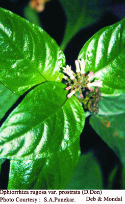 Ophiorrhiza rugosa var. prostrata (D.Don) Deb & Mondal